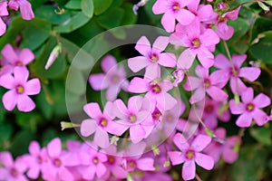 Pink flowers of pink-sorrel or windowbox wood-sorrel Oxalis articulata Savigny