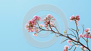 Pink flowers of Pink Tecoma or Rosy trumpet tree Tabebuia rosea on tree branch against light blue sky background