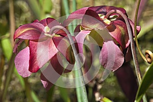 Pink flowers of a pitfall plant