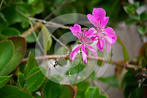 Pink flowers of the plant. Geranio