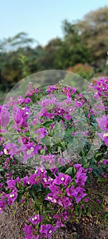 A pink flowers plant of Udalguri district Assam.