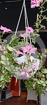 A pink flowers planted in white pots