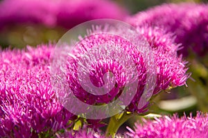 Pink flowers plants ochitok purple close up photo