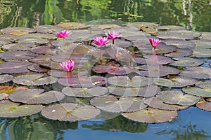 Pink flowers on a pond