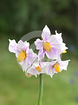 Flowering potato plant Solanum tuberosum