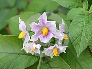 Flowering potato plant Solanum tuberosum