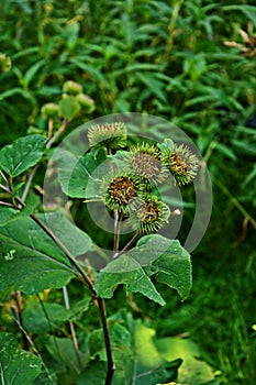 Pink flowers of prickles of a burdock. Medicinal plant. Herbal. Weed growing everywhere