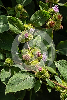 Pink flowers of prickles of a burdock. Medicinal plant. Herbal. Weed growing everywhere. Blossoming burdocks