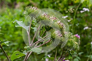 Pink flowers of prickles of a burdock. Medicinal plant. Herbal. Weed growing everywhere. Blossoming burdocks