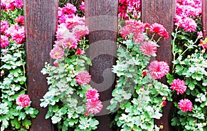 Pink flowers protrude through the fence photo