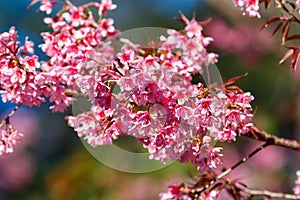 Pink flowers,Prunus cerasoides, Wild Himalayan Cherry at Chiang Mai Royal Agricultural Research Centre Khun Wang