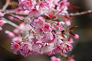 Pink flowers,Prunus cerasoides, Wild Himalayan Cherry at Chiang Mai Royal Agricultural Research Centre Khun Wang