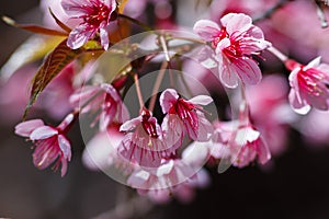 Pink flowers,Prunus cerasoides, Wild Himalayan Cherry at Chiang Mai Royal Agricultural Research Centre Khun Wang