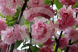 Pink flowers of Prunus serrulata \'Kanzan\'