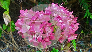 Pink flowers, Punta del Este photo