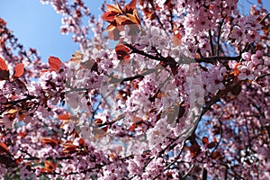 Pink flowers and purple leaves of plum against the sky