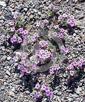 Pink flowers of Purple Mat or Nama demissum plant. Death Valley, California