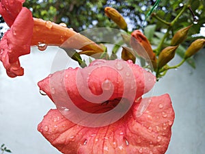 Pink flowers on rainy day looks beautiful