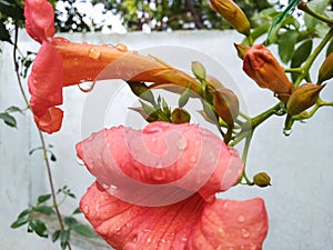 Pink flowers on rainy day looks beautiful