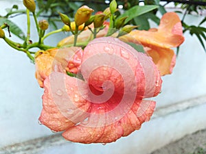 Pink flowers on rainy day looks beautiful