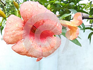 Pink flowers on rainy day looks beautiful