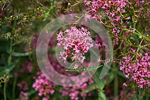 Pink flowers of Red Valerian, Jupiters Beard, Centranthus ruber var. coccineus