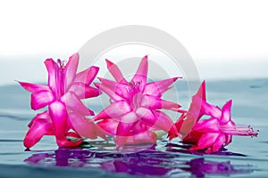 Pink flowers with reflection in water