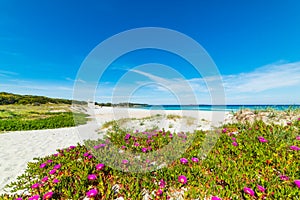 Pink flowers in Rena Bianca beach