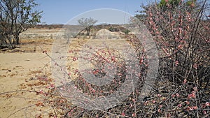 Pink flowers in Reserva de Namibe