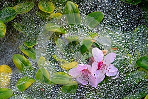 Pink flowers resting on web and green leafs covered in morning dew.