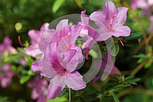 Pink flowers of Rhododendron closeup. Shallow DOF