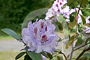 Pink flowers of rhododendron with green leaves