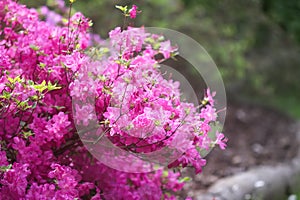 Pink flowers of rhododendron in spring park