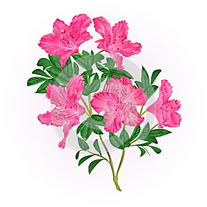 Pink flowers rhododendron twig with leaves mountain shrub vintage hand draw vector