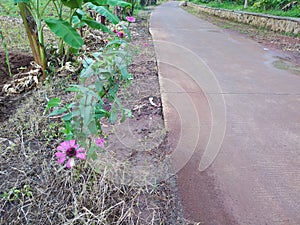 Pink Flowers Beside Road