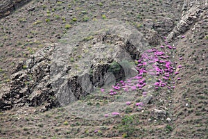 Pink Flowers on Rock