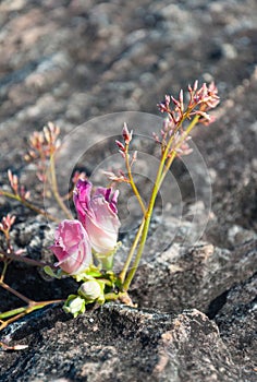 Pink flowers on Rock at Lan Hin Tak Natural split of rock