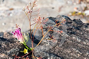 Pink flowers on Rock at Lan Hin Tak Natural split of rock