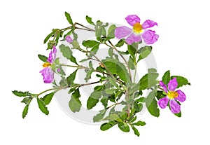 Pink flowers of the Rockrose or Cistus albidus photo