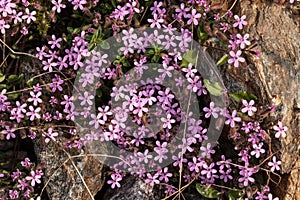 Pink flowers among the rocks