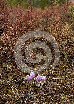 Pink flowers at the Rocky Mountain National Park