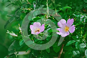 Pink Flowers of Rosa Multiflora