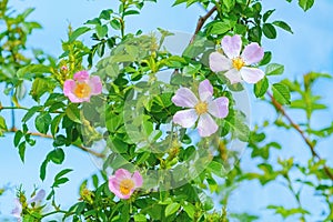 Pink Flowers of Rosa Multiflora photo