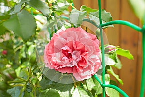 Pink flowers of Rosarium Uetersen, Strawberry Hill