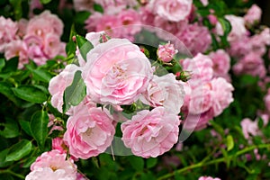 Rosa fiori sul giardino estate 