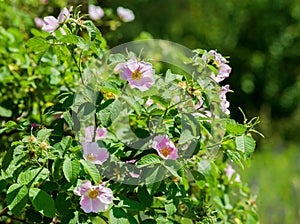 Pink flowers rose hips on the bush dog-rose