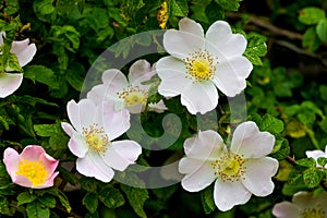 Pink flowers rose hips on a bush among green leaves. Flowering dogrose_