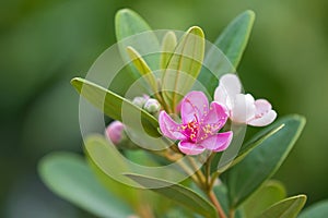 Pink flowers of Rose Myrtle growing in Singapore, Asia Rhodomyrtus tomentosa