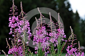 Pink flowers of rosebay willow herb