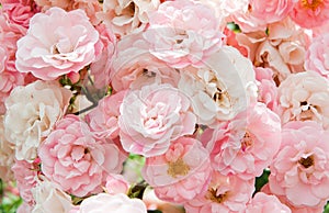 Pink flowers of roses